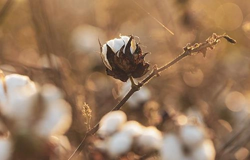 The Story of Jiang Yuxu, the 'King of Brushing', and Brushed Fabrics